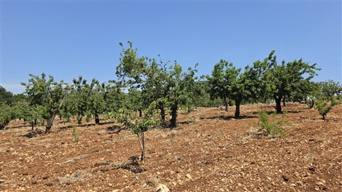 Terreno Agricolo e Ciliegeto a Castellana Grotte